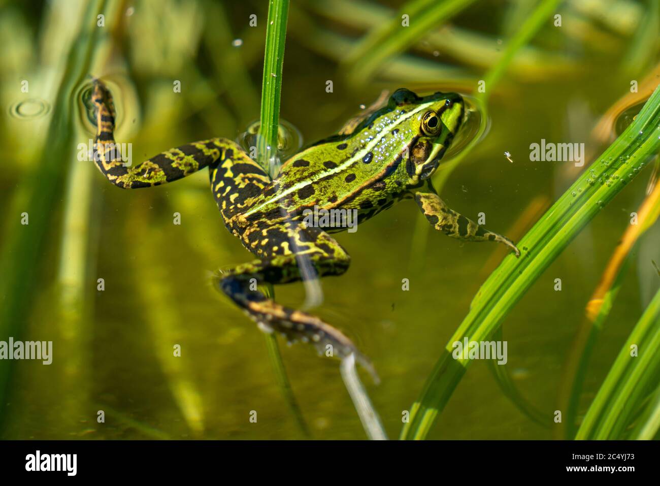 Grenouille de bassin, Pélophylax kl. Esculentus, dans un étang Photo Stock  - Alamy