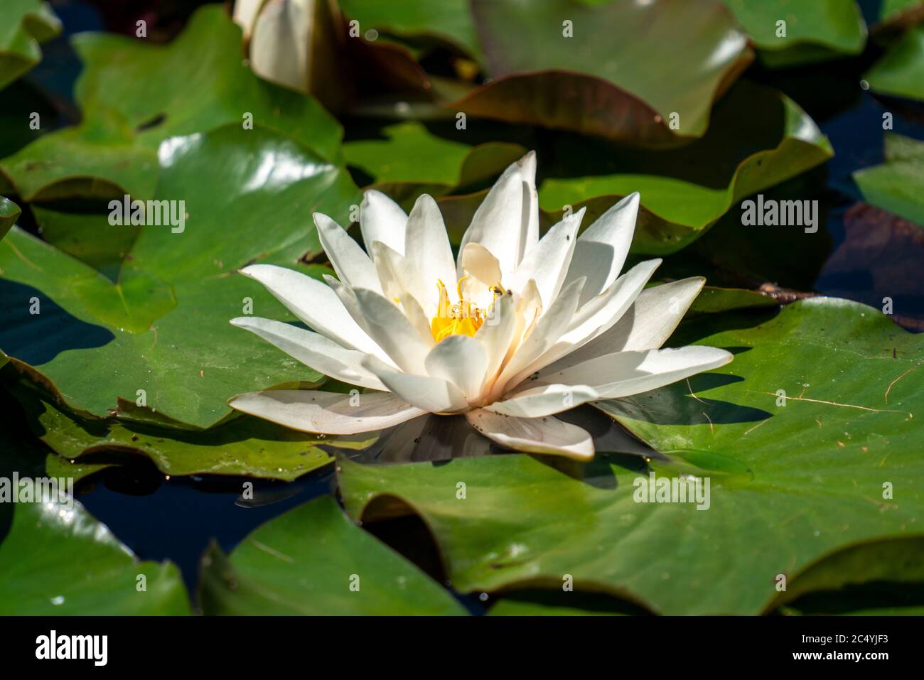 Nénuphars blancs, Nymphée alba, dans un étang de jardin, Banque D'Images