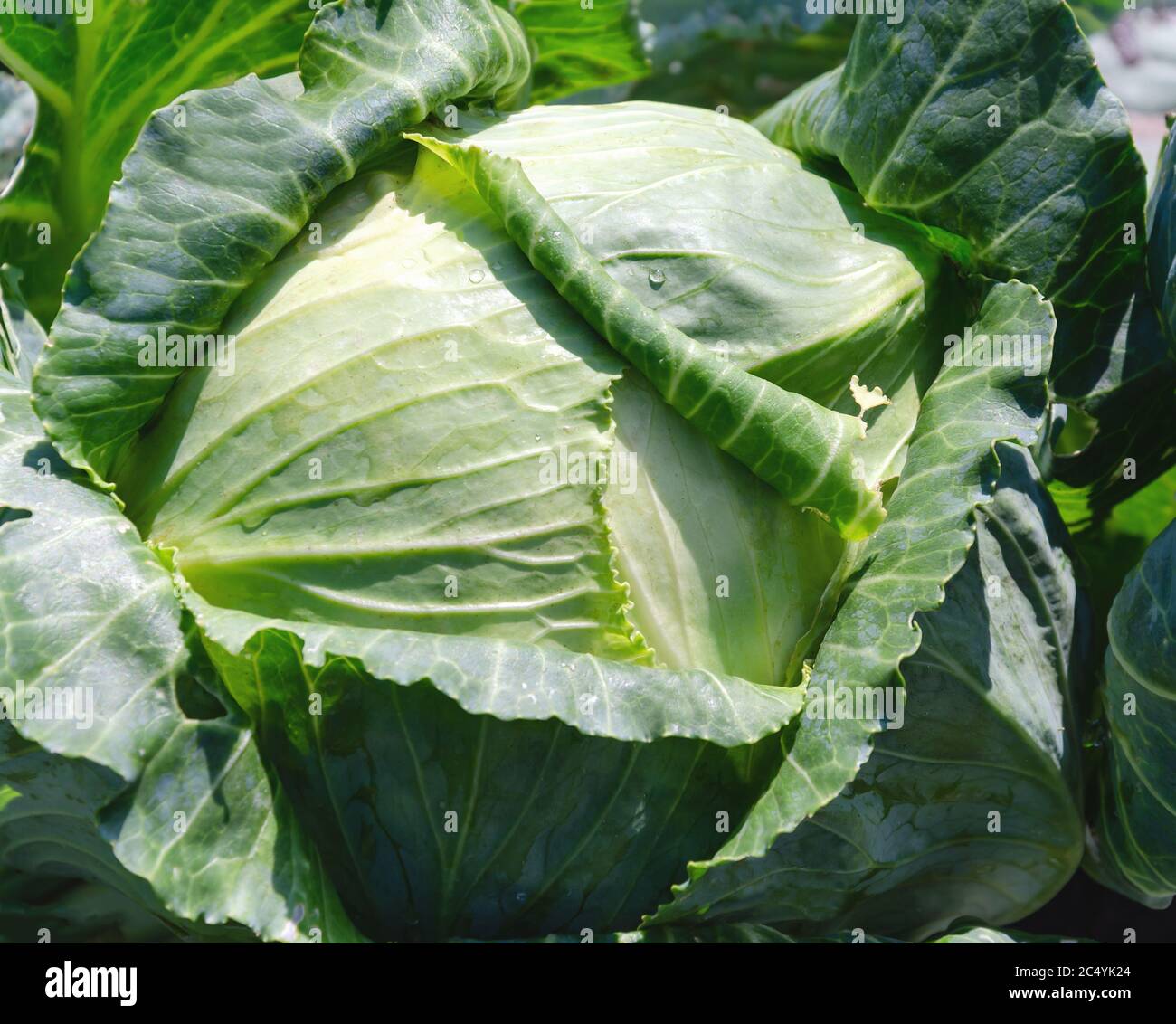 chou blanc avec des feuilles vertes dans le champ ouvert, gros plan Banque D'Images