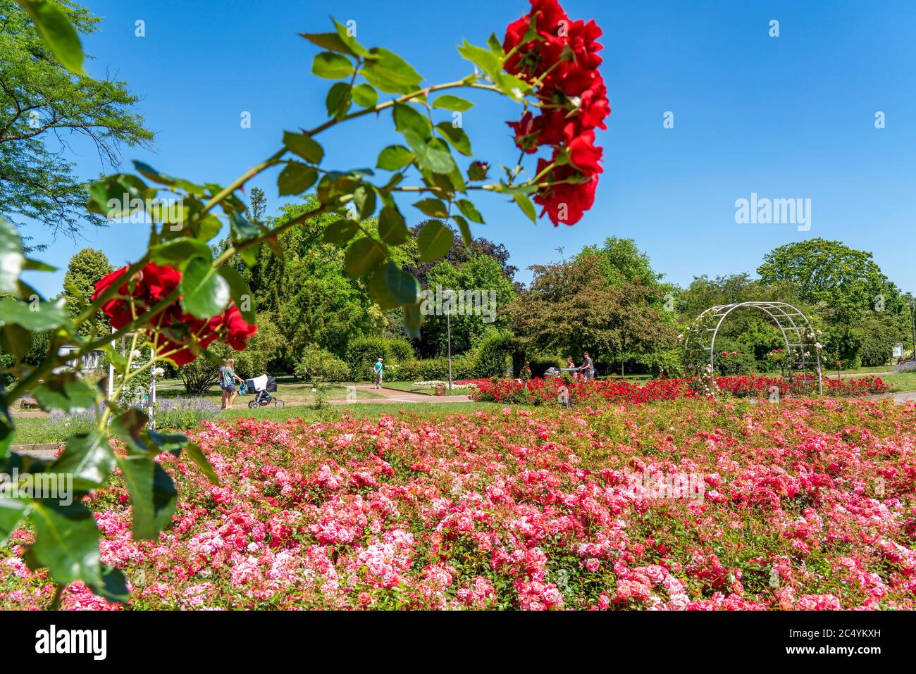 Le Grugapark, Essen, jardin botanique, parc de loisirs et de loisirs locaux, Rose Garden, NRW, Allemagne Banque D'Images