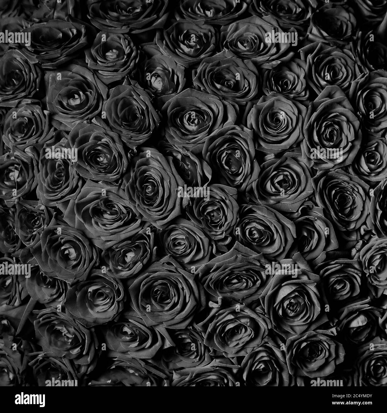 magnifique rose noire. fond floral Banque D'Images