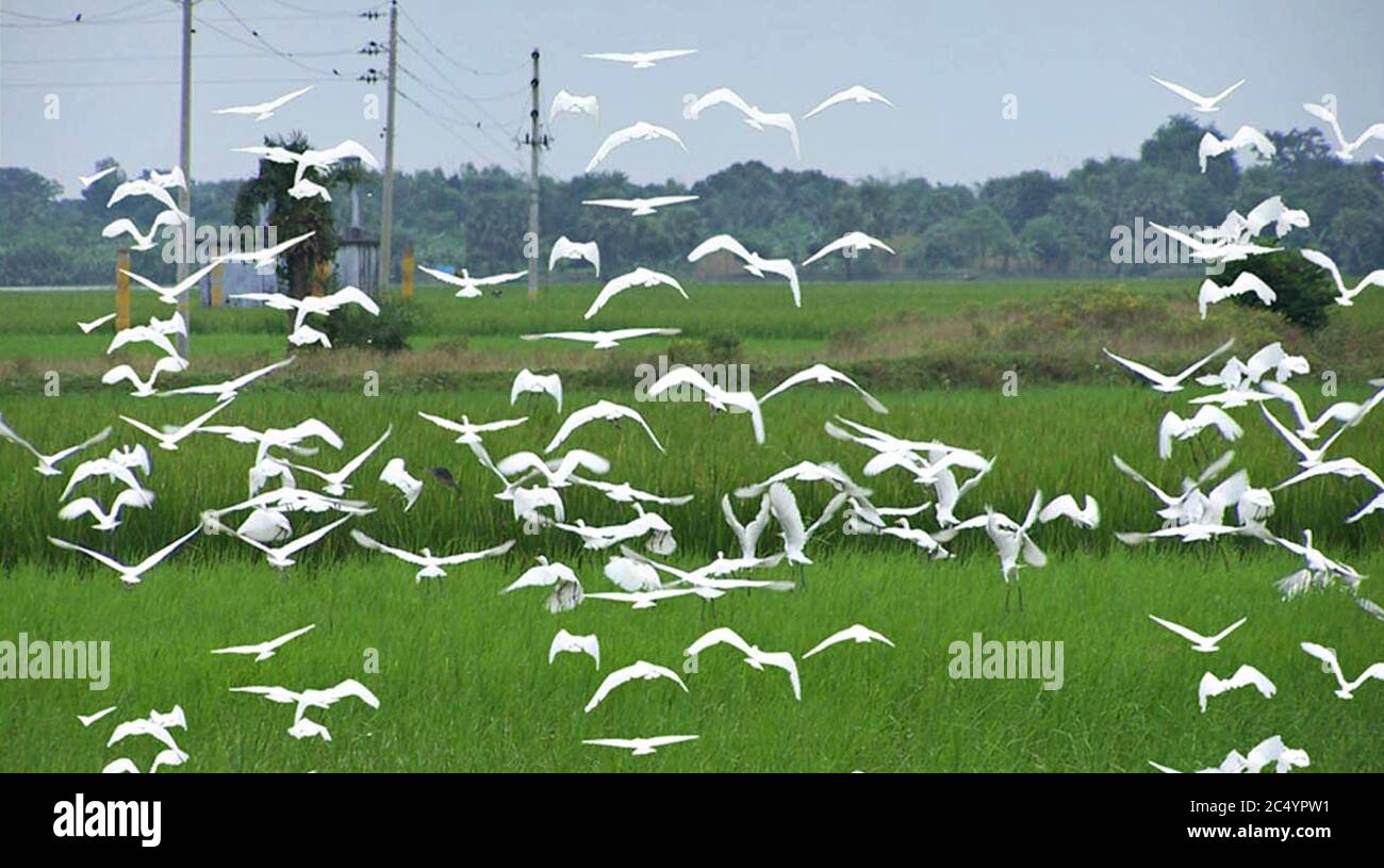Oiseaux volants, Bangladesh Banque D'Images