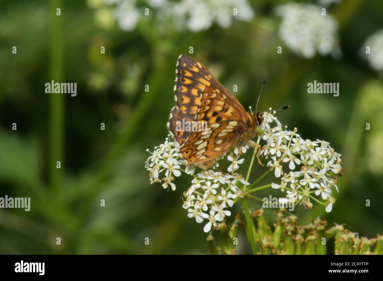 Duc de Bourgogne papillon, 'Hamearis lucina' craie ou de calcaire prairie avec broussailles, mai/juin, sud de l'Angleterre.Wiltshire.UK Banque D'Images