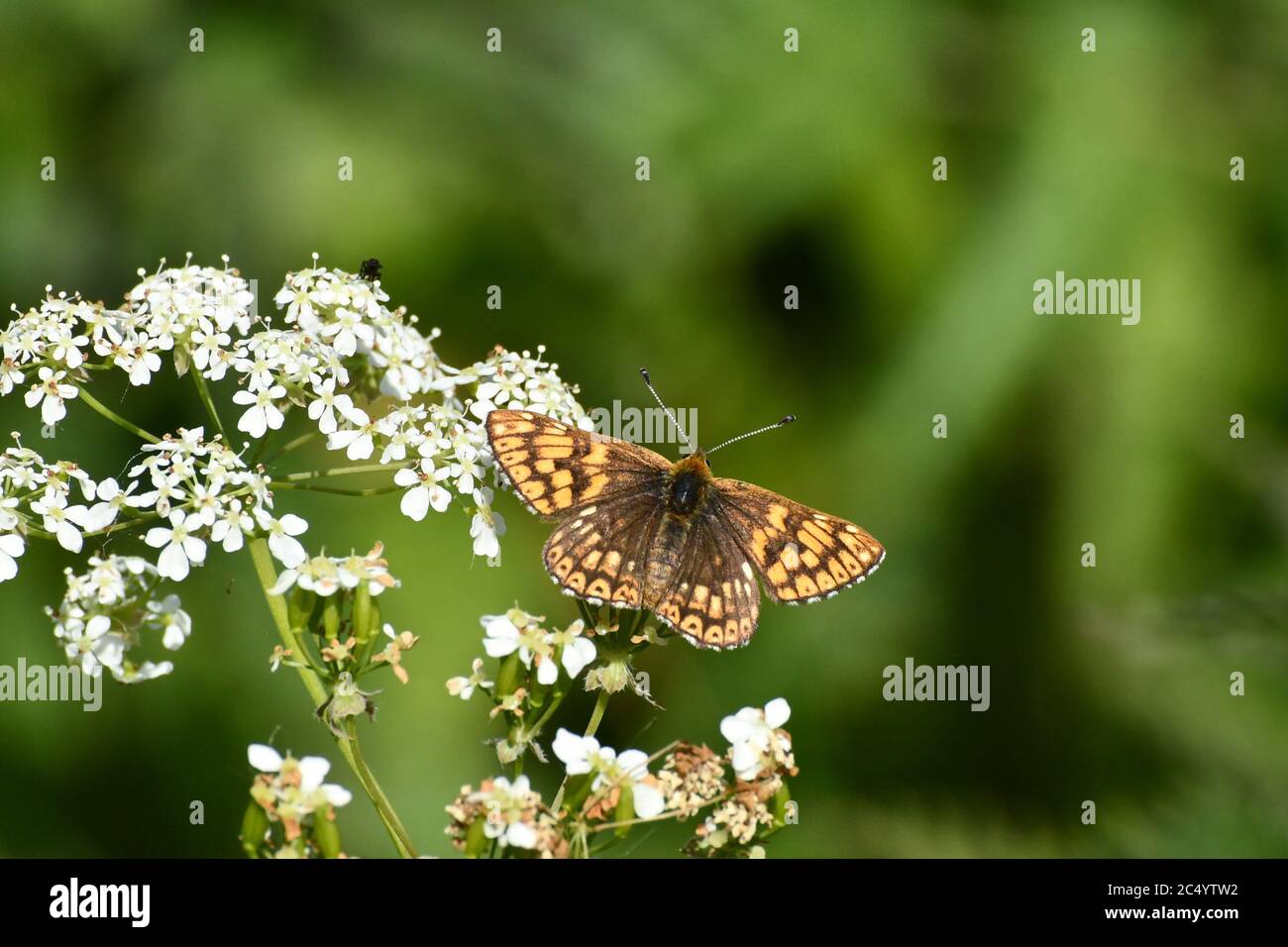 Duc de Bourgogne papillon, 'Hamearis lucina' craie ou de calcaire prairie avec broussailles, mai/juin, sud de l'Angleterre.Wiltshire.UK Banque D'Images