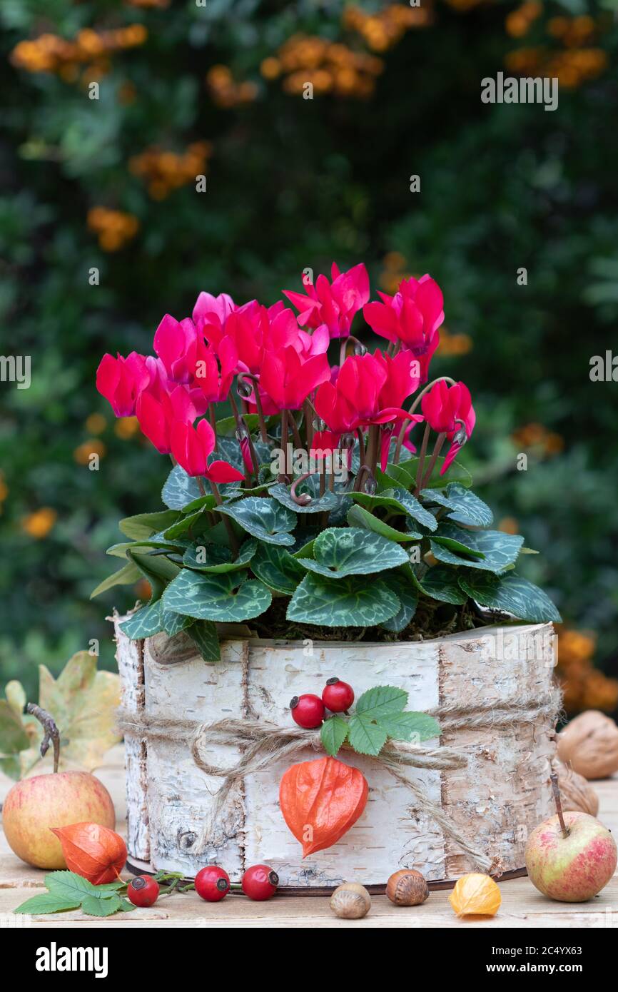 fleur de cyclamen rouge dans pot de plante d'écorce de bouleau Banque D'Images