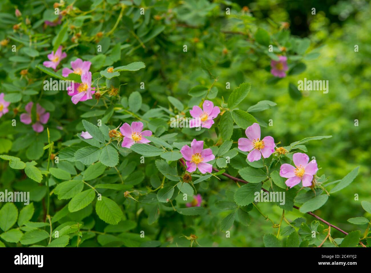 La rose Nootka (Rosa nutkana) fleurit dans le parc riverain le long de la rivière Wenatchee à Leavenworth, dans l'est de l'État de Washington, aux États-Unis. Banque D'Images