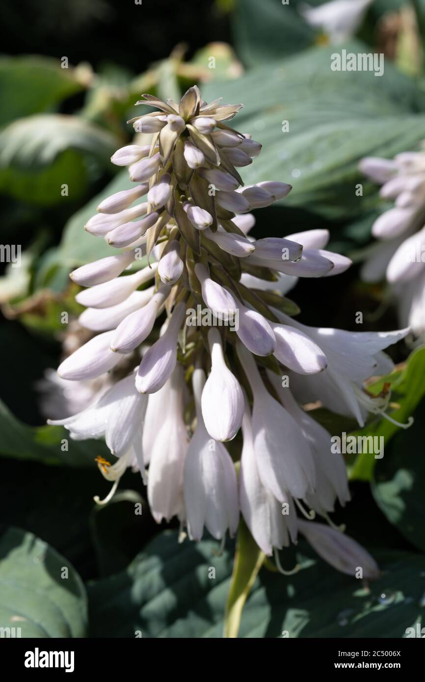 Hosta à fleurs blanches (Hosta capitata)/ Plantain lilly, Royaume-Uni Banque D'Images