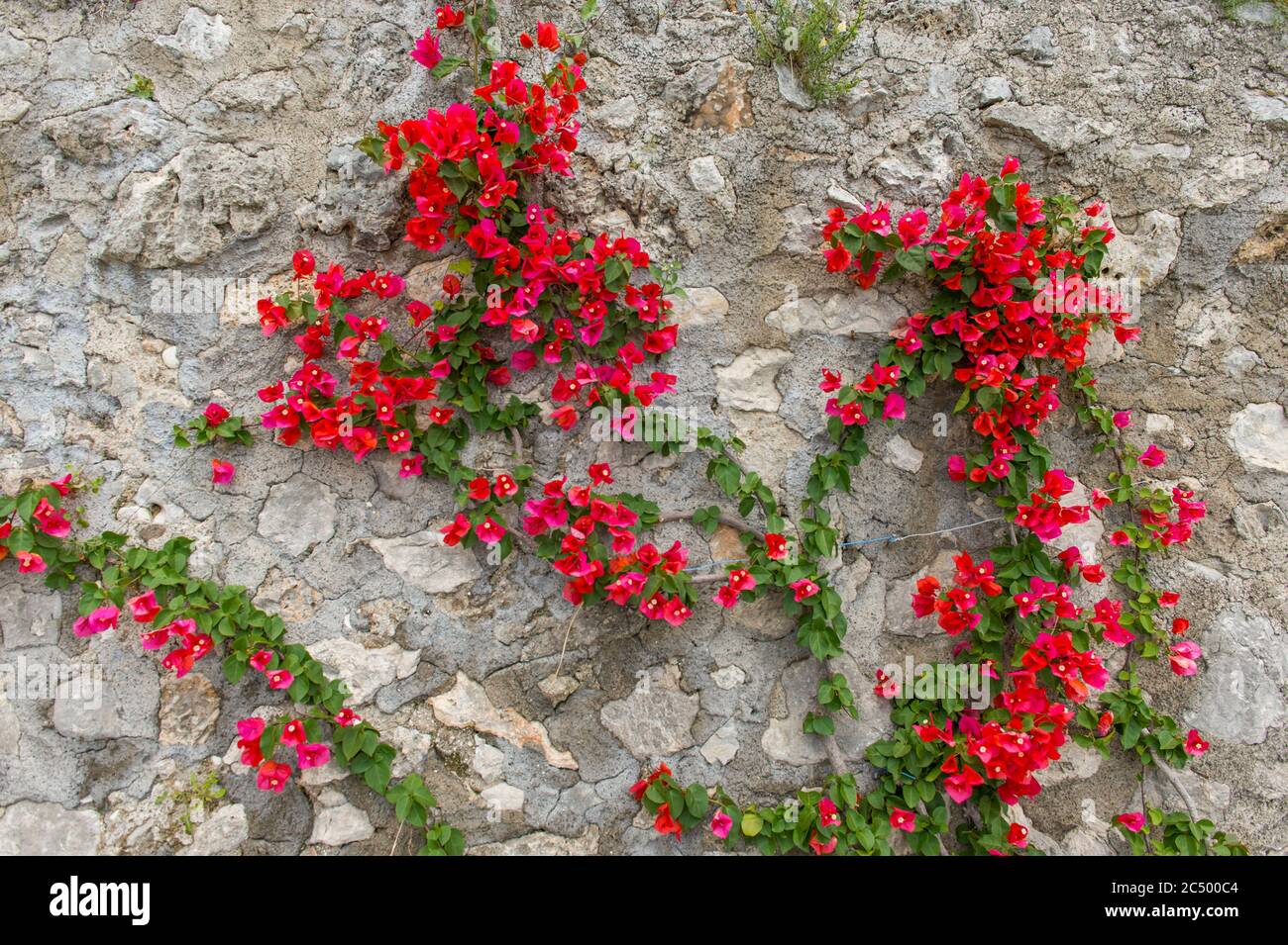 Maison locale avec bougainvillea fleurs à Praiano qui est une ville construite sur une colline abrupte dans la province de Salerne dans la région Campanie du sud Banque D'Images