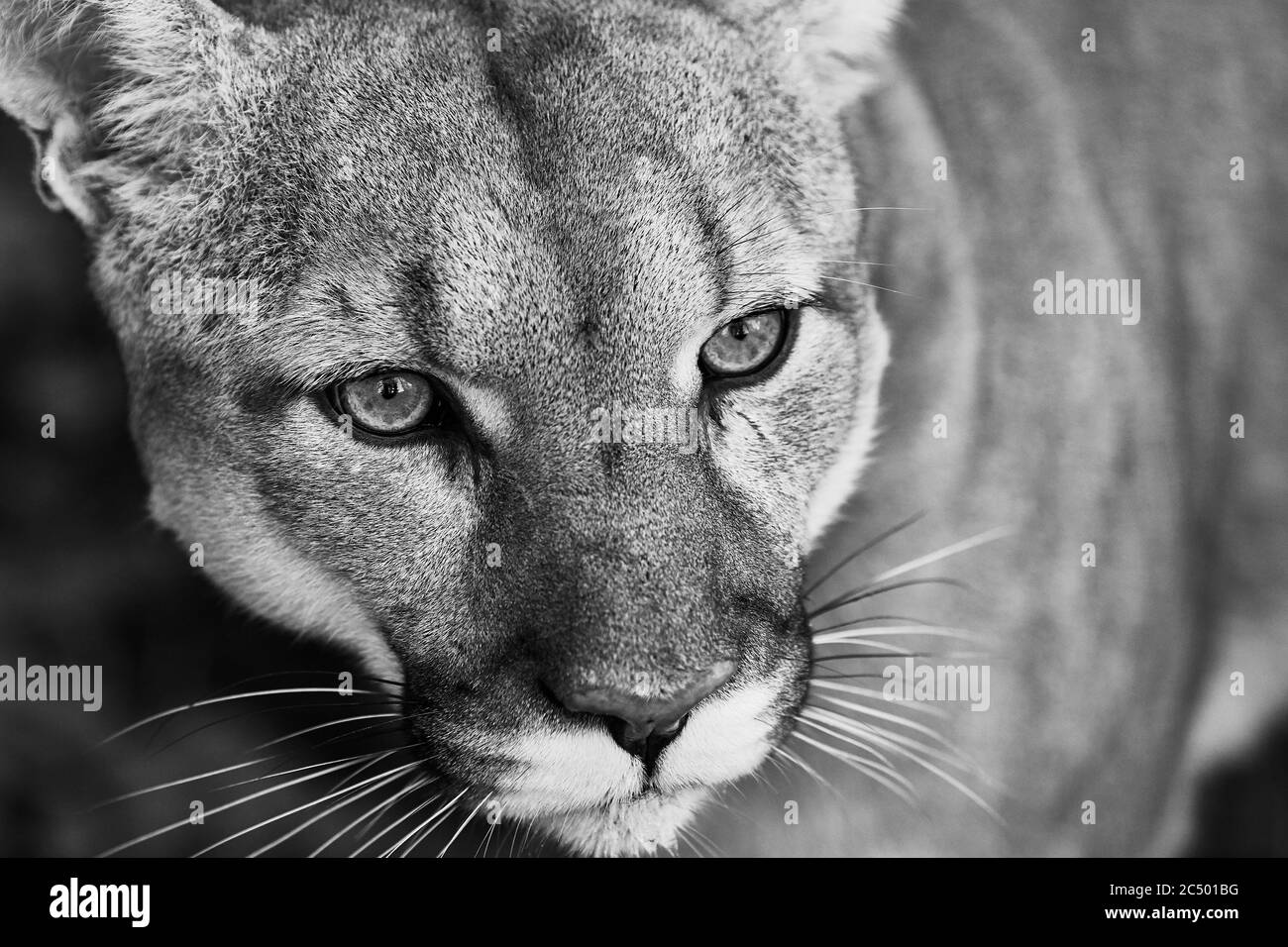 Portrait de la belle Puma. Cougar, lion de montagne, puma, panthère, pose frappante, scène dans les bois, faune Amérique. Banque D'Images
