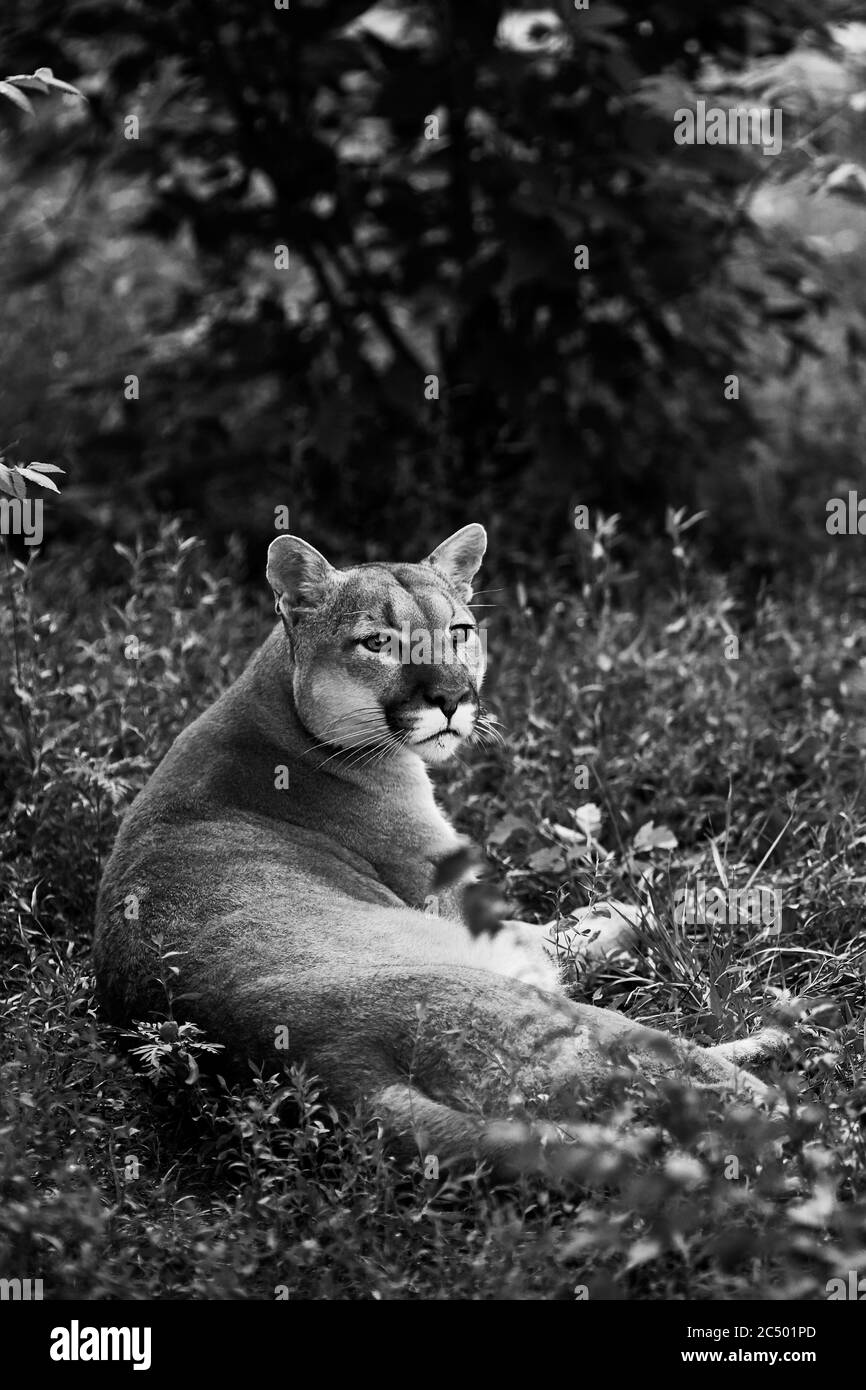 Portrait de la belle Puma. Cougar, lion de montagne, puma, panthère, pose frappante, scène dans les bois, faune Amérique. Banque D'Images
