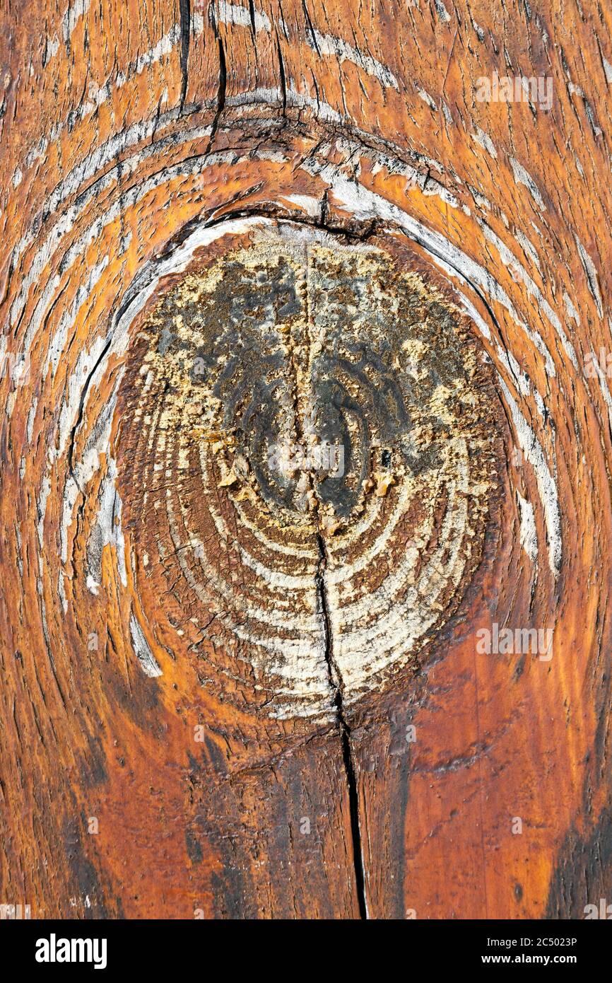 Grumes de tronc d'arbre scié montrant ses anneaux d'arbre de croissance annuels Banque D'Images