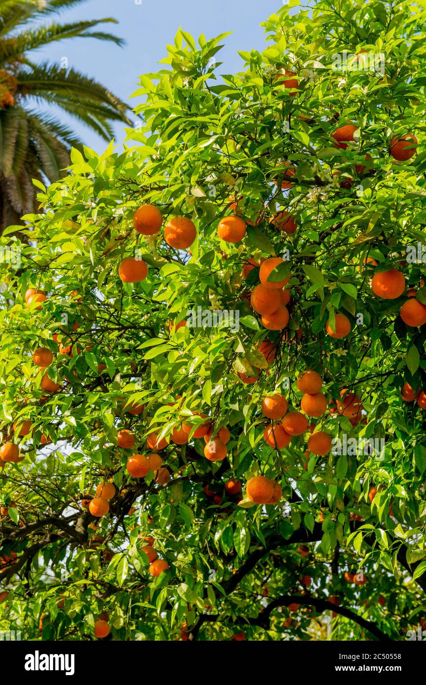 Un arbre orange aux oranges planté dans les rues de la ville de Séville, en Espagne. Banque D'Images