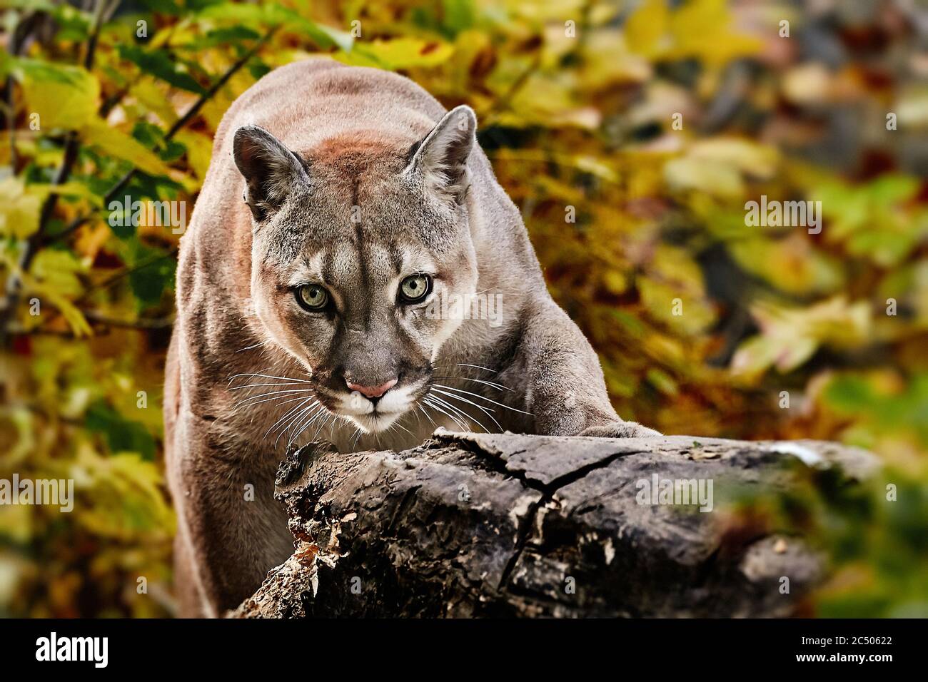 Portrait de la belle Puma en forêt d'automne. Couguar américain - lion de  montagne, pose frappante, scène dans les bois, faune Amérique Photo Stock -  Alamy