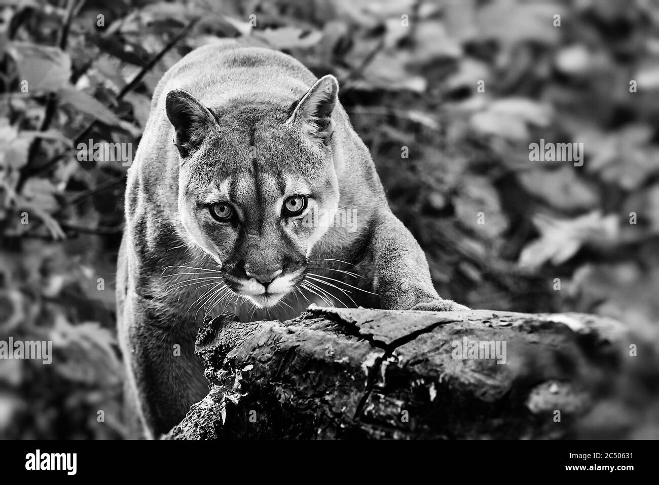 Portrait de la belle Puma en forêt d'automne. Couguar américain - lion de montagne, pose frappante, scène dans les bois, faune Amérique. Banque D'Images