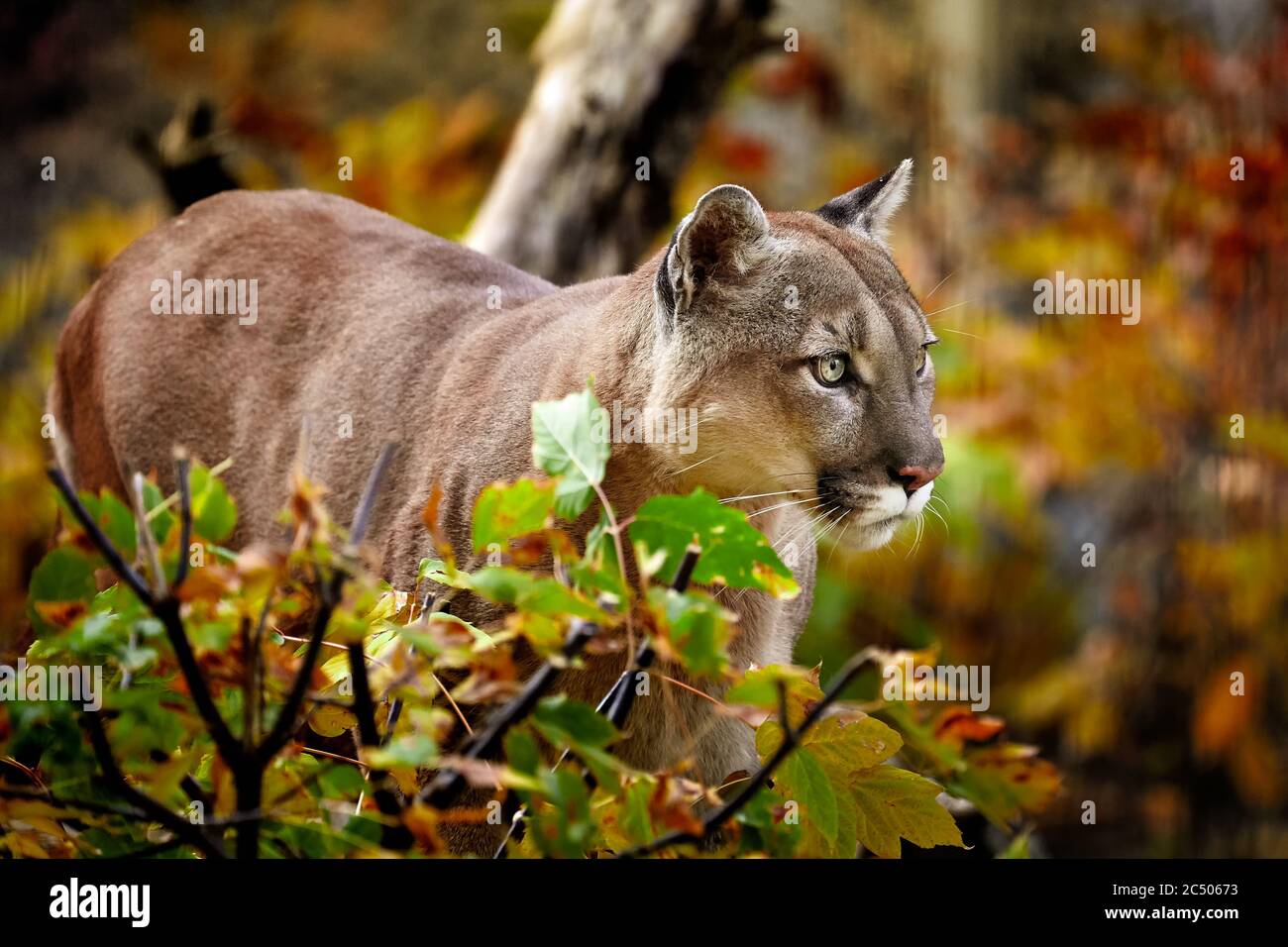 Portrait de la belle Puma en forêt d'automne. Couguar américain - lion de montagne, pose frappante, scène dans les bois, faune Amérique. Banque D'Images