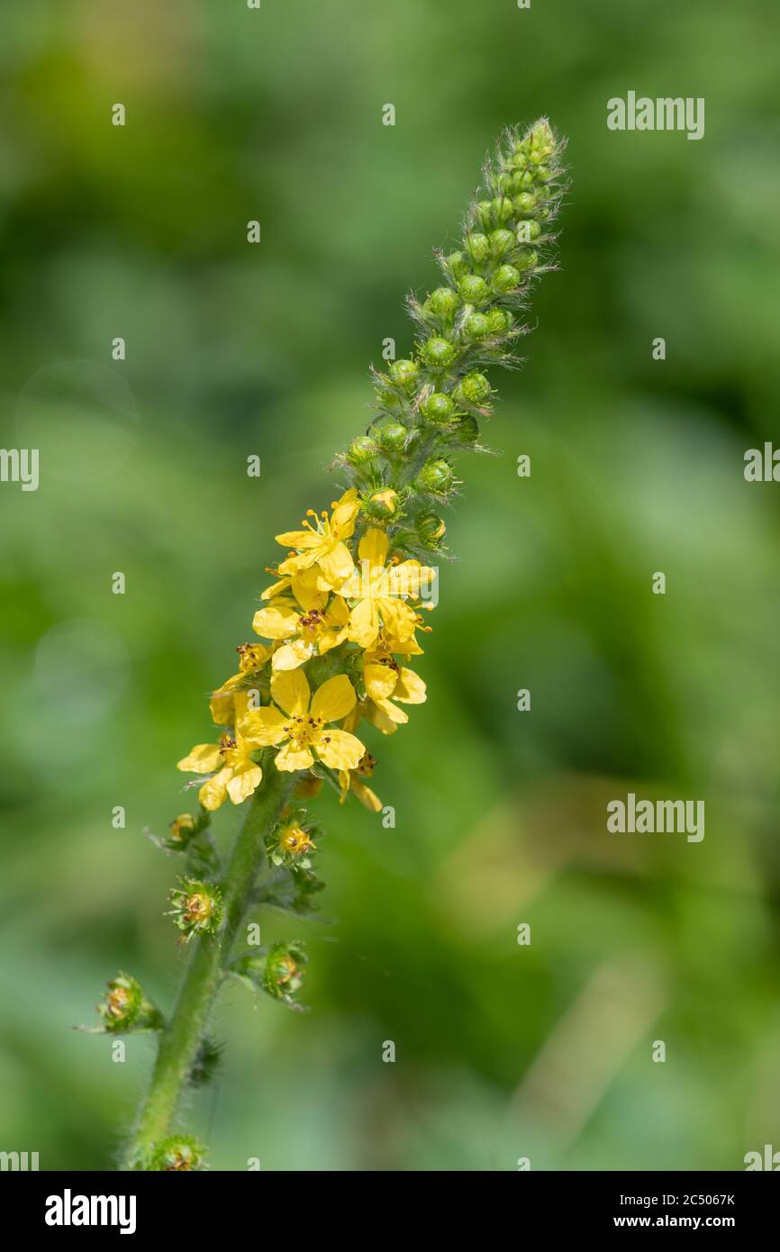 Gros plan d'une plante de sticklewort (agrimonia eupatoria) en fleur Banque D'Images