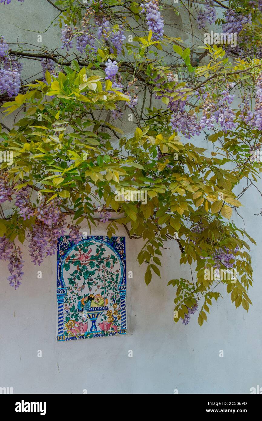 La wisteria fleurit à la cave de vinification Santa Anna près de Montepulciano en Toscane, en Italie. Banque D'Images