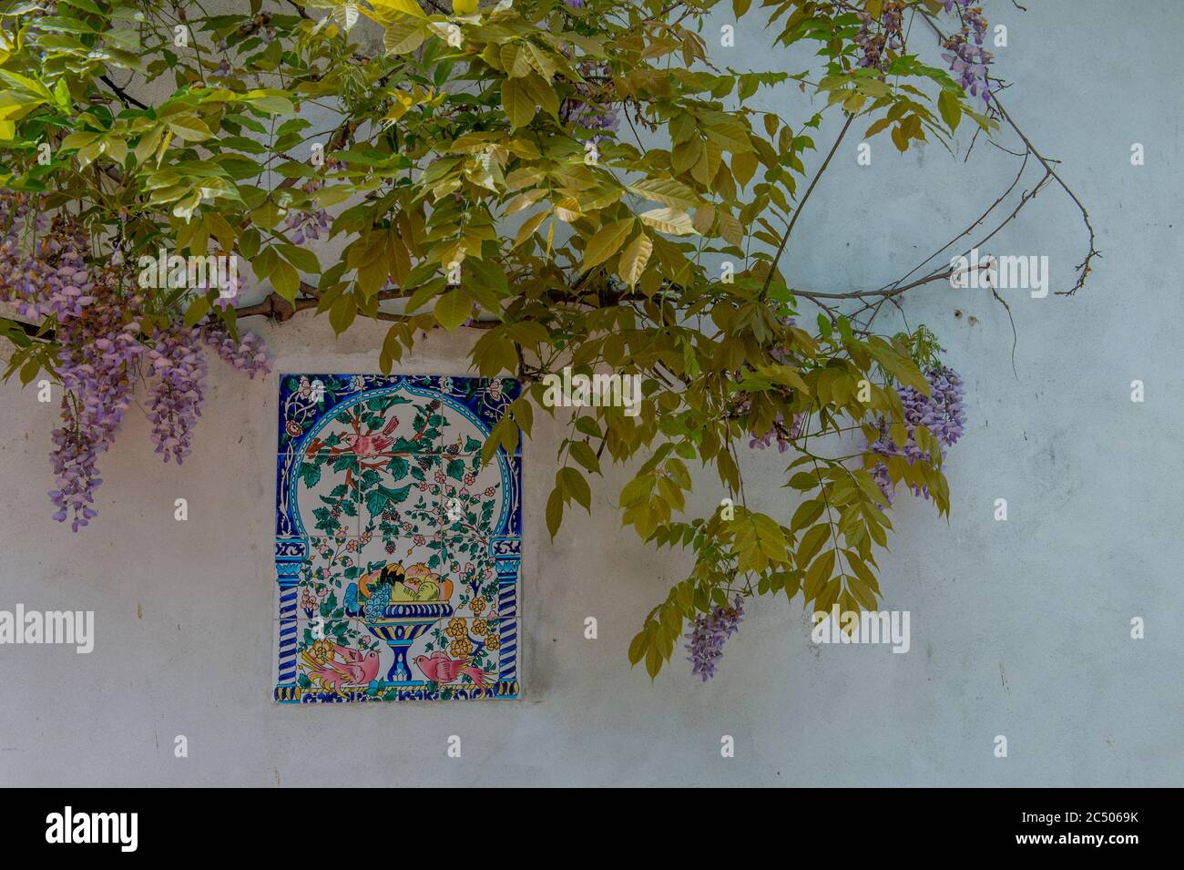 La wisteria fleurit à la cave de vinification Santa Anna près de Montepulciano en Toscane, en Italie. Banque D'Images