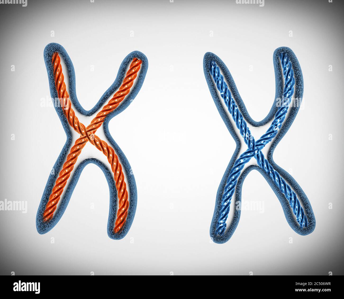 Deux chromosomes de très près. Rendu 3d. Banque D'Images