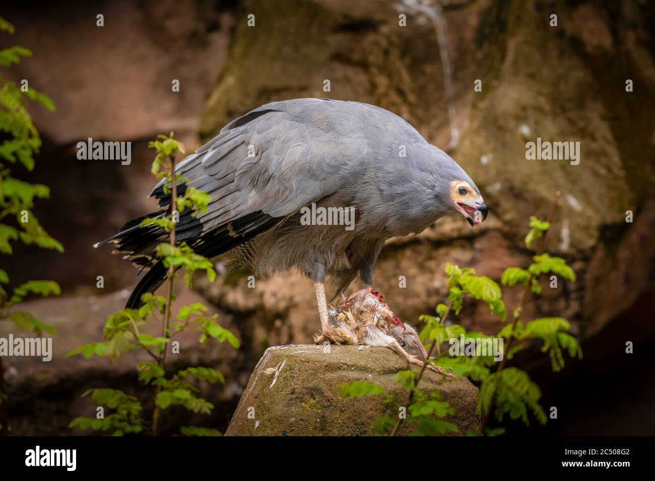 Un oiseau de proie se nourrissant au zoo de Londres. Banque D'Images