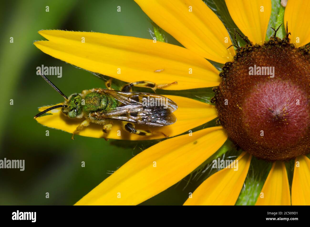 Sueur Bee, Agapostemon sp., perchée sur Susan à yeux noirs, Rudbeckia hirta Banque D'Images