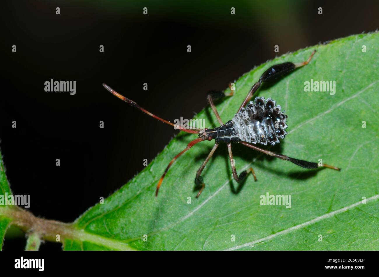 Leaf-footed Bug, Acanthocephala sp., nymphe Banque D'Images