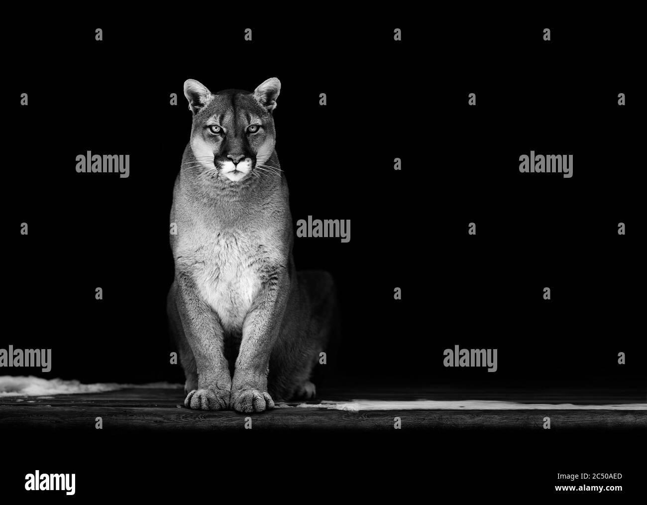 Portrait de Puma magnifique, Puma dans l'obscurité. Le couguar américain. Banque D'Images