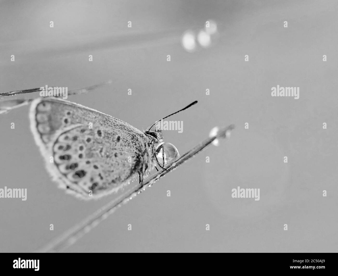 Papillon à pois bleus assis sur UNE branche de Heather dans UN rosée du matin. De beaux papillons et une goutte de rosée. Banque D'Images