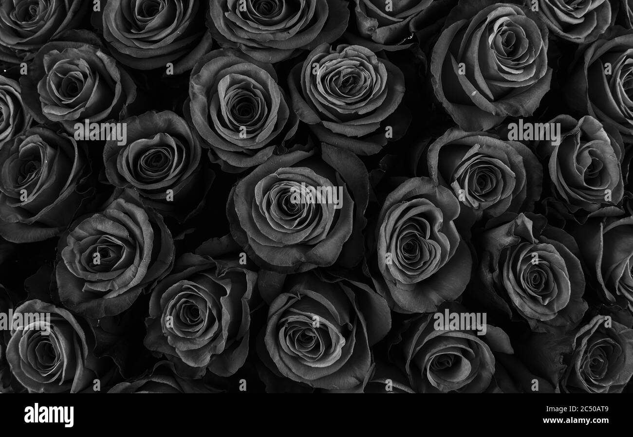 Fond de roses naturelles, fond floral. Banque D'Images