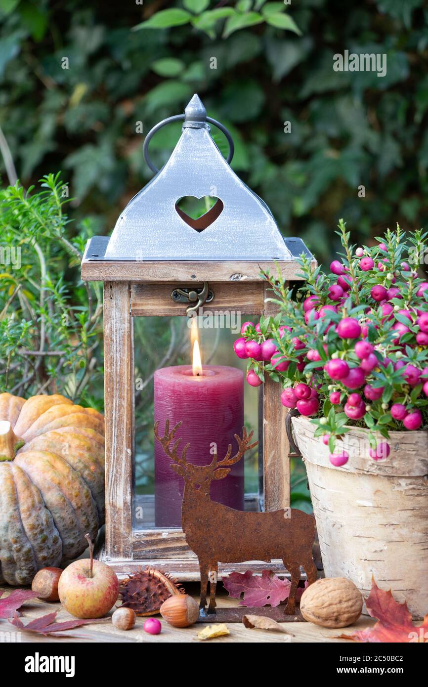 décoration d'automne avec rouille chère, lanterne et caille piqueuse Banque D'Images