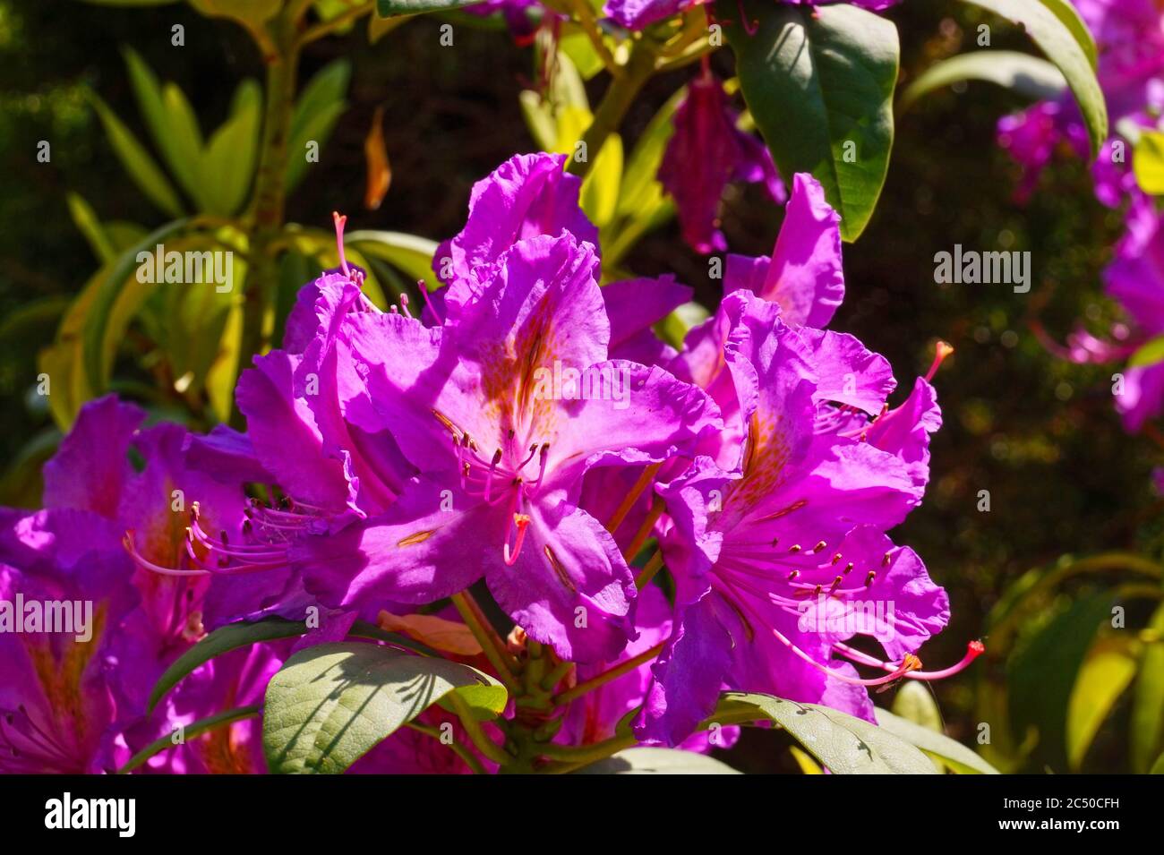 Floraison printanière. Gros plan sur les pétales d'une fleur de rhododendron rose-violet. Banque D'Images