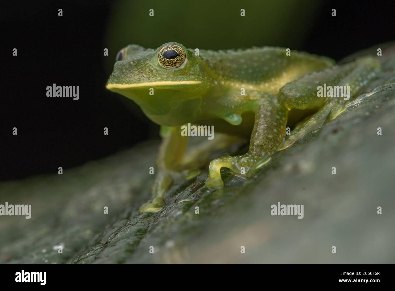 La grenouille bosselée (Centrolene heloderma) est une espèce rare de grenouille qui se trouve uniquement en Equateur et qui est considérée comme étant en danger de disparition. Banque D'Images