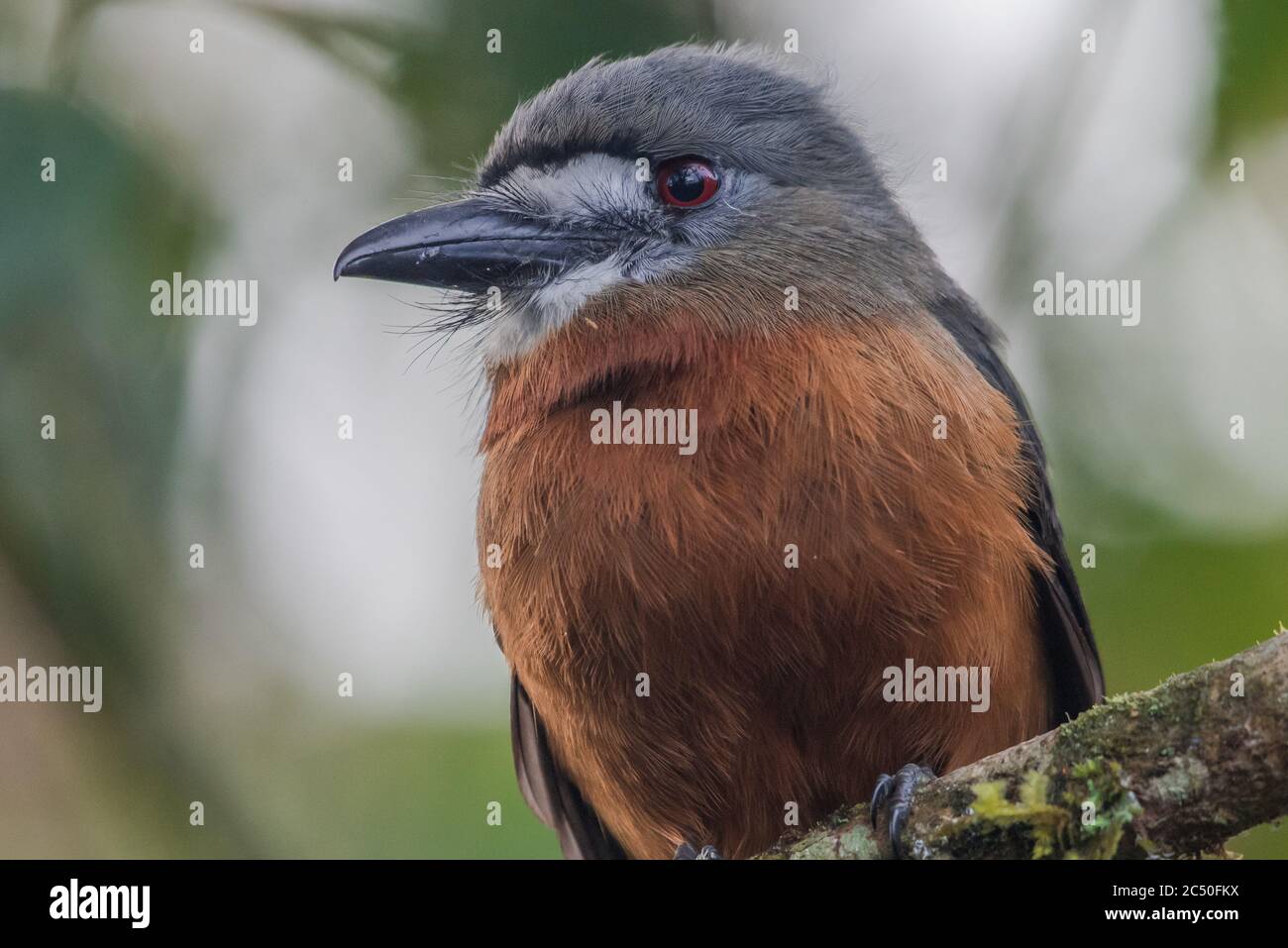 Un nunbird à fond blanc (Hapaloptila castanea), un oiseau rare de la forêt tropicale andine d'Amérique du Sud. Banque D'Images