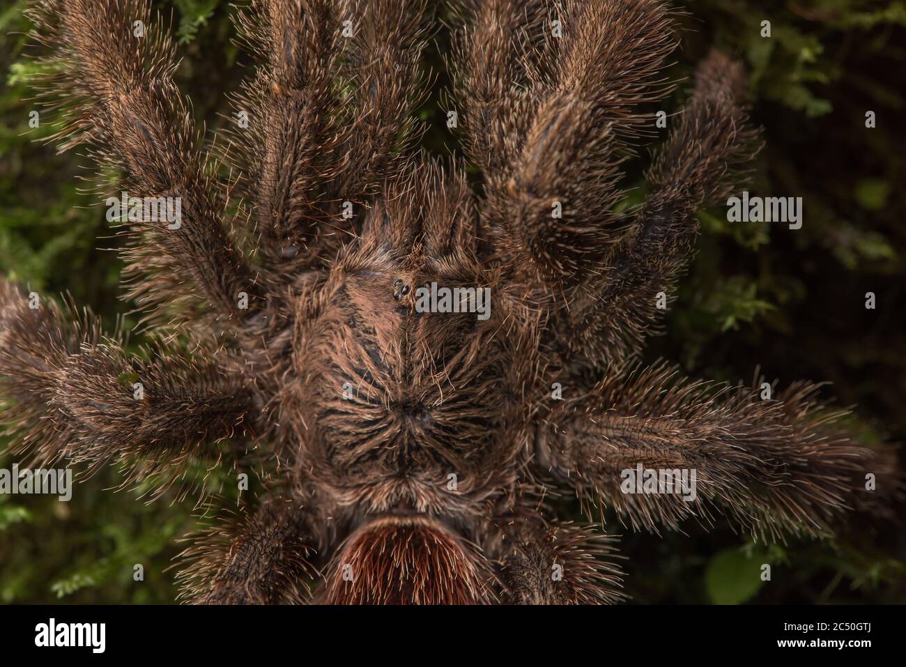 Un gros plan extrême du céphalothorax d'un Avicularia sp tarantula de la forêt équatoriale. Banque D'Images