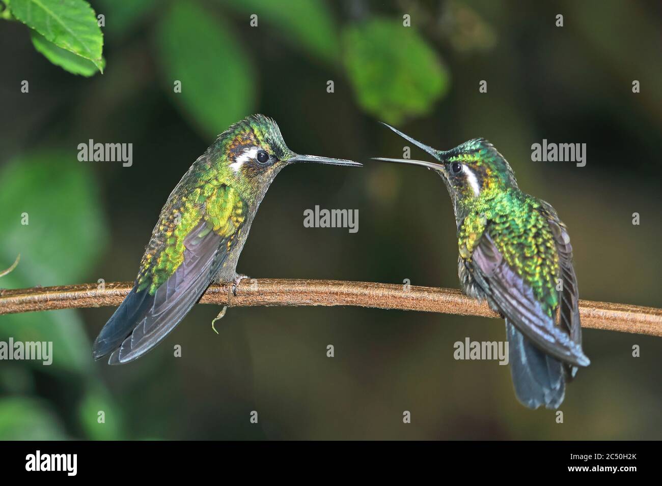 Joyau de montagne à gorge pourpre (Lampornis calolaema), deux mâles perchés sur une branche, Costa Rica, Monteverde Banque D'Images