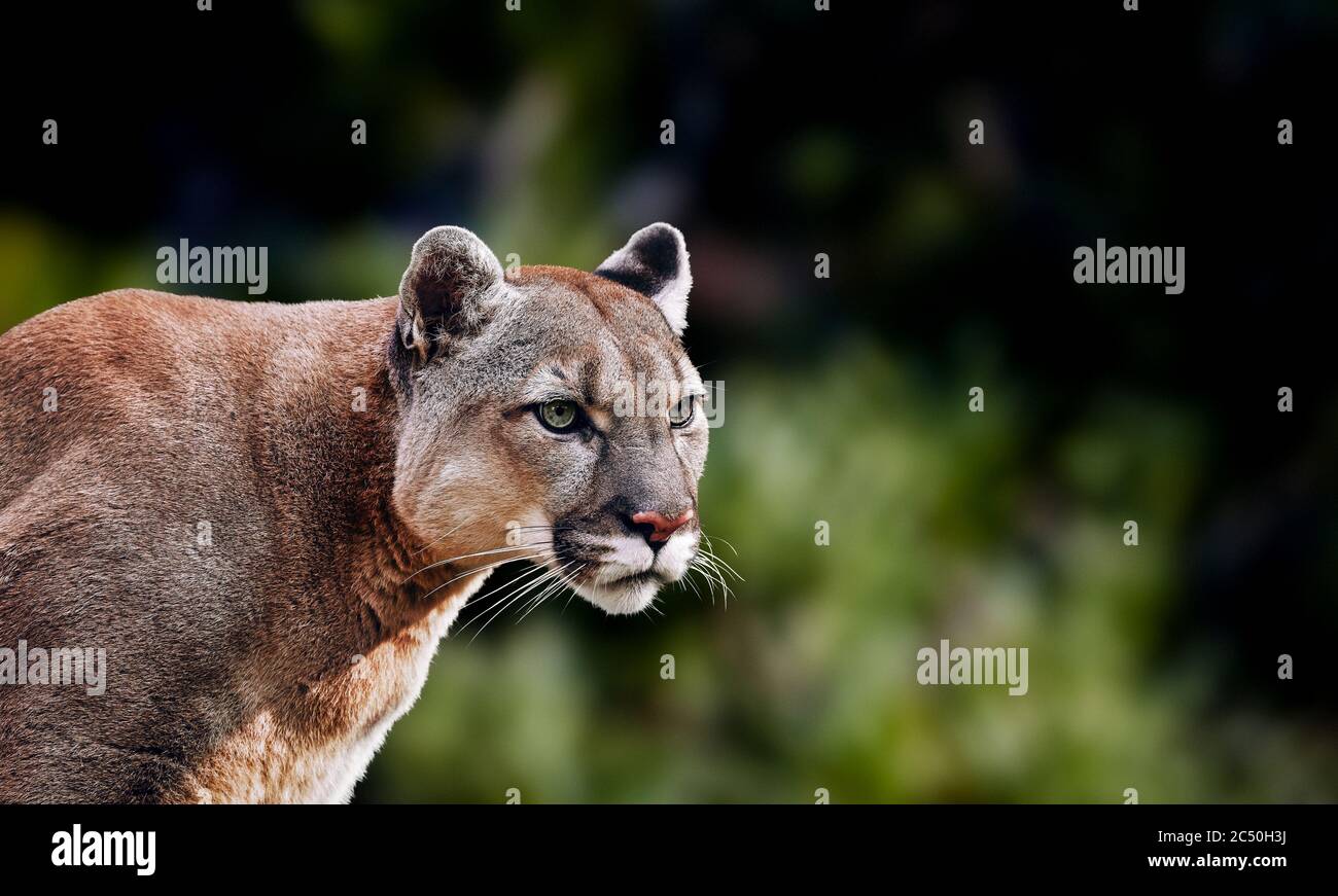 Portrait de la belle Puma. Cougar, lion de montagne, puma, panthère, pose  frappante, scène dans les bois, faune Amérique Photo Stock - Alamy