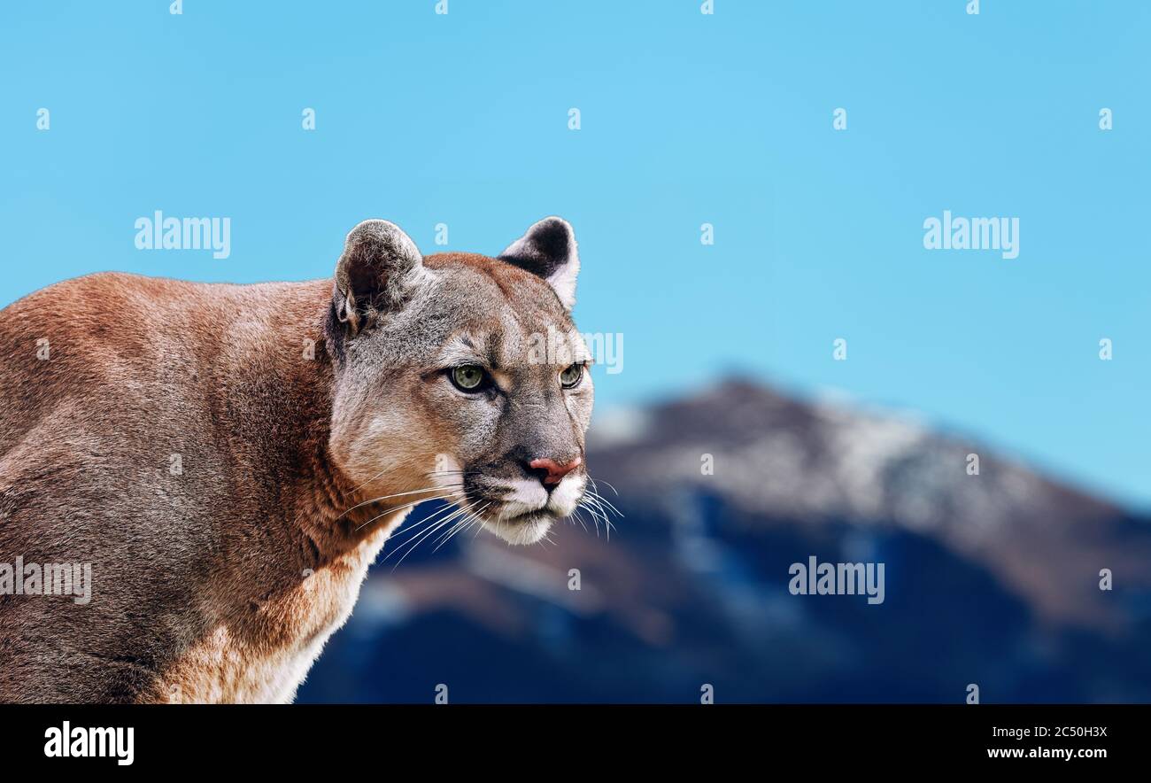 Portrait d'un couguar, d'un lion de montagne, d'un puma, d'une panthère,  frappant une pose sur un arbre tombé, montagnes d'hiver Photo Stock - Alamy