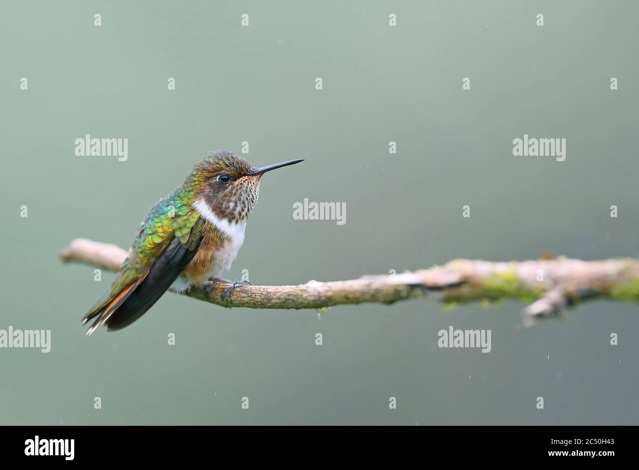 Colibri volcan (Selasphorus flamula), femelle perçant sur une branche, vue latérale, Costa Rica, Parc national de Los Quetzales Banque D'Images