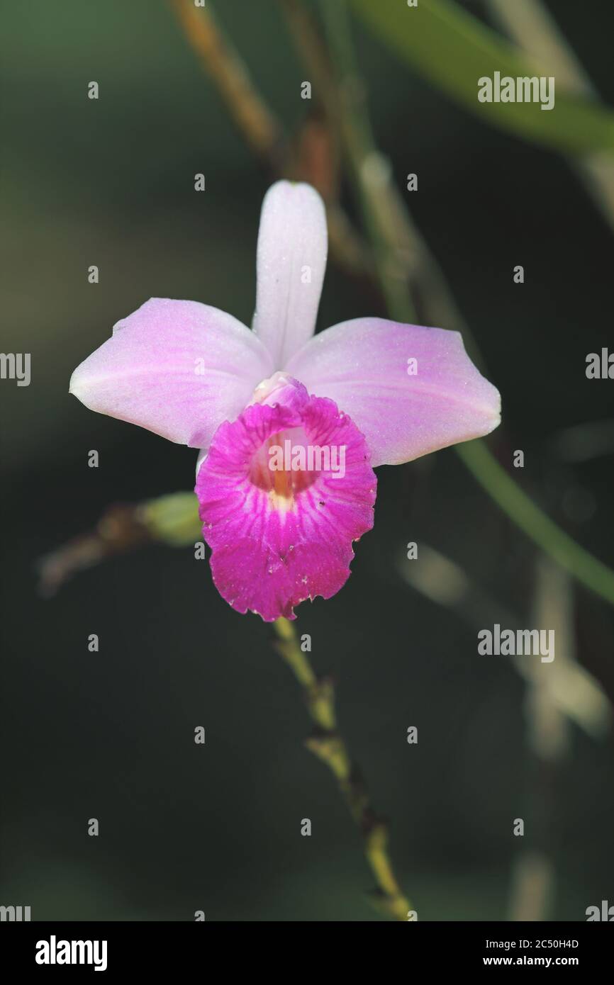 Orchidée de bambou (Arundina graminifolia), fleur, Costa Rica, Boca Tapada Banque D'Images