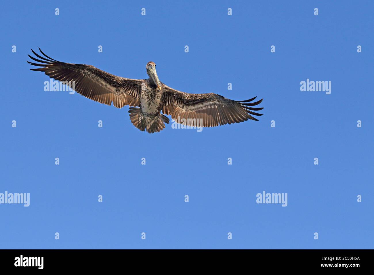 Pélican brun (Pelecanus occidentalis), juvénile en vol, Costa Rica Banque D'Images