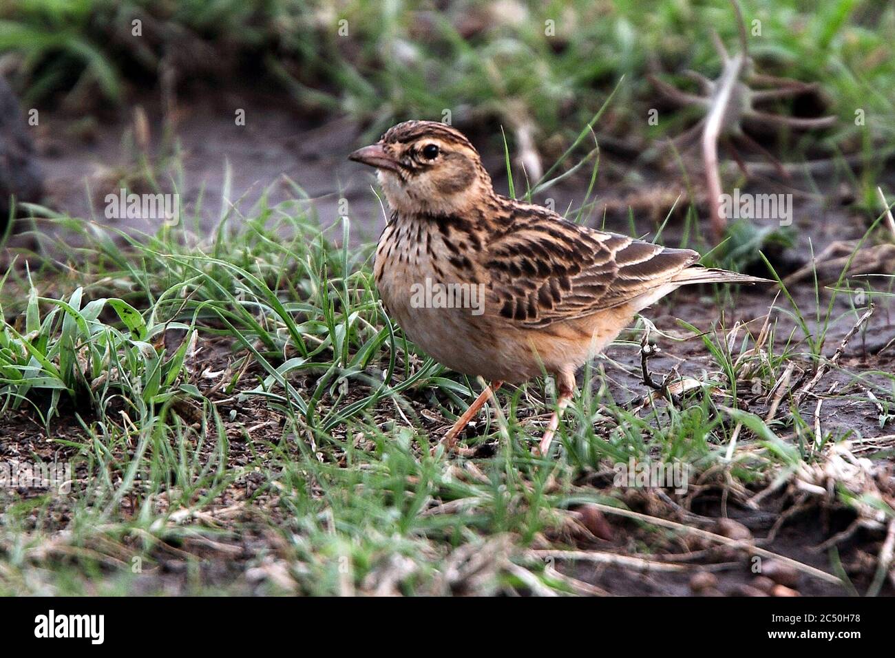 Lark à bout court rufous (Alaudala somalica megaensis, Alaudala megaensis), debout dans une herbe courte, Éthiopie, plaine de Liben Banque D'Images