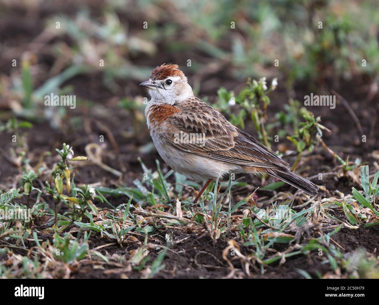 Larche à capuchon rouge de William (Calandrella cinerea williamsi, Calandrella williamsi), mâle adulte assis dans une herbe courte, Tanzanie, cratère de Ngorongoro Banque D'Images