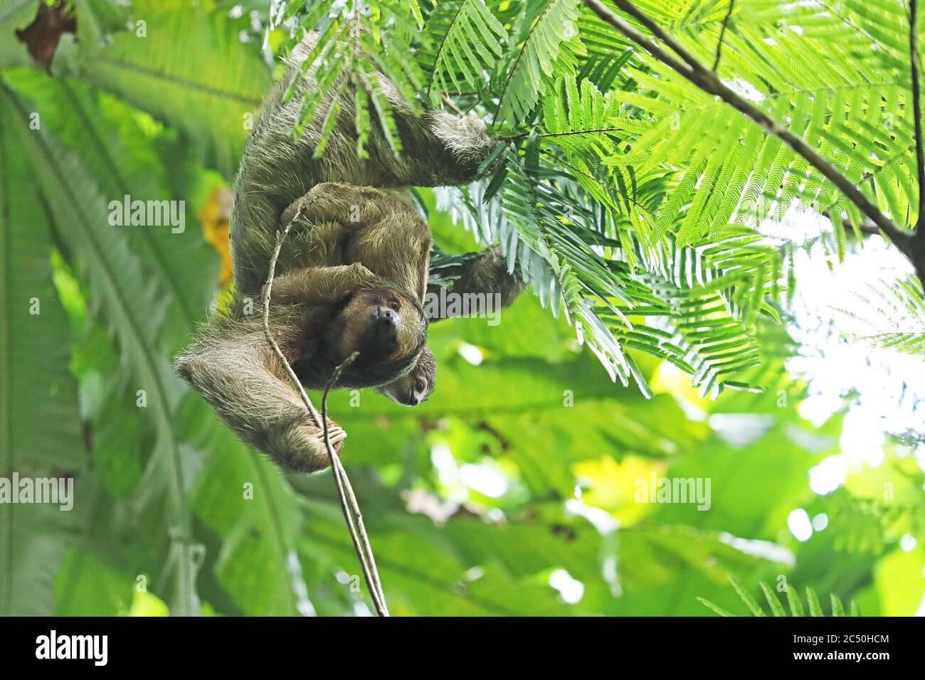 Stloth à gorge brune (Bradypus variegatus), femelle avec escalade de petits, Costa Rica, la Fortuna Banque D'Images