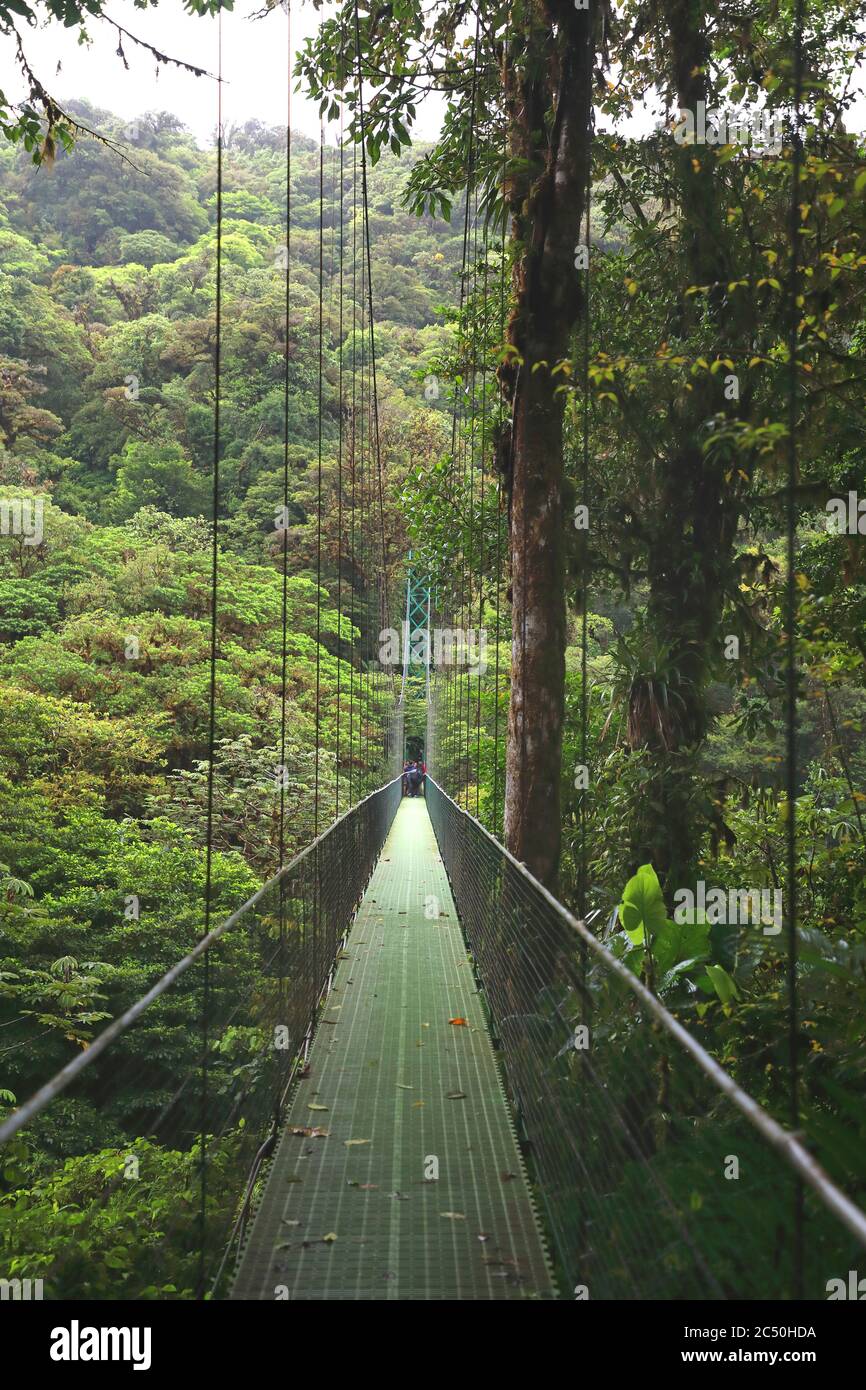 Passerelle Skywalk avec pont suspendu dans la couche de la canopée de la réserve forestière de Monteverde Cloud, Costa Rica, Puntarenas, Monteverde Banque D'Images