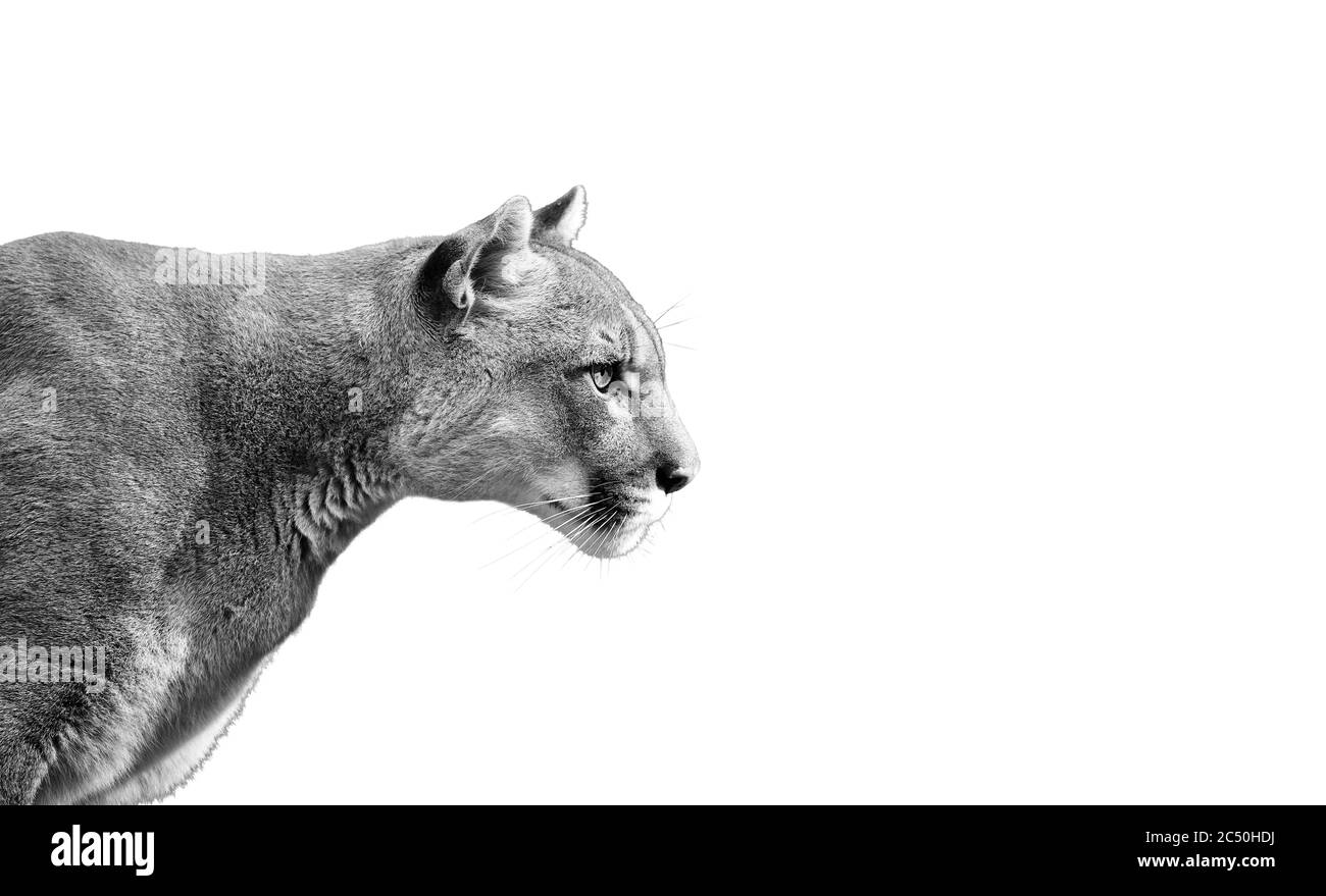 Portrait de la belle Puma. Cougar, lion de montagne, isolé sur fond blanc Banque D'Images