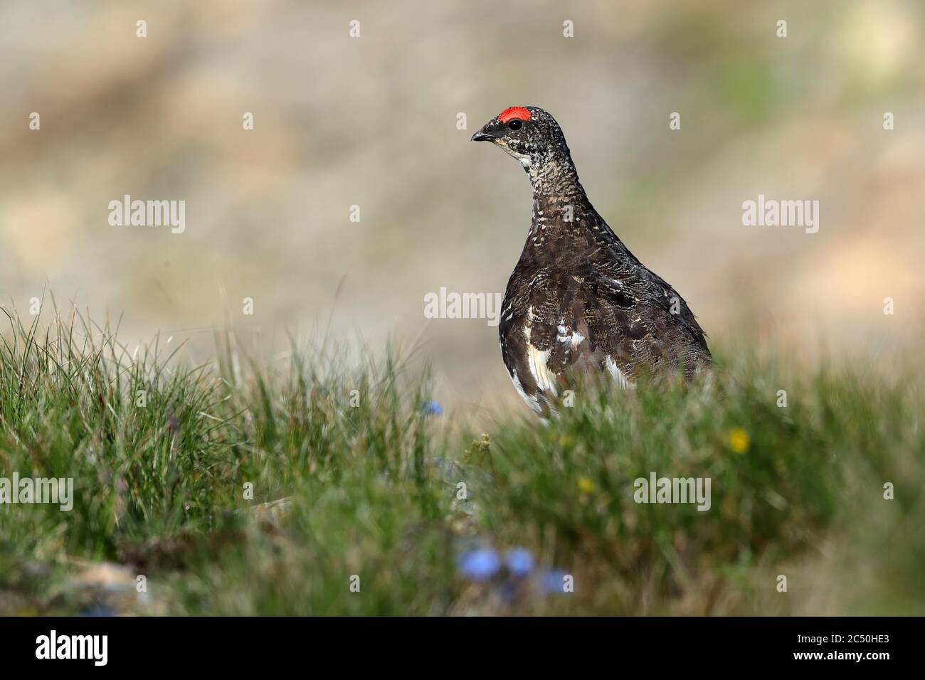 Lagopède de roche, poulet à neige (Lagopus muta, Lagopus mutus), perchage mâle dans l'herbe, France Banque D'Images