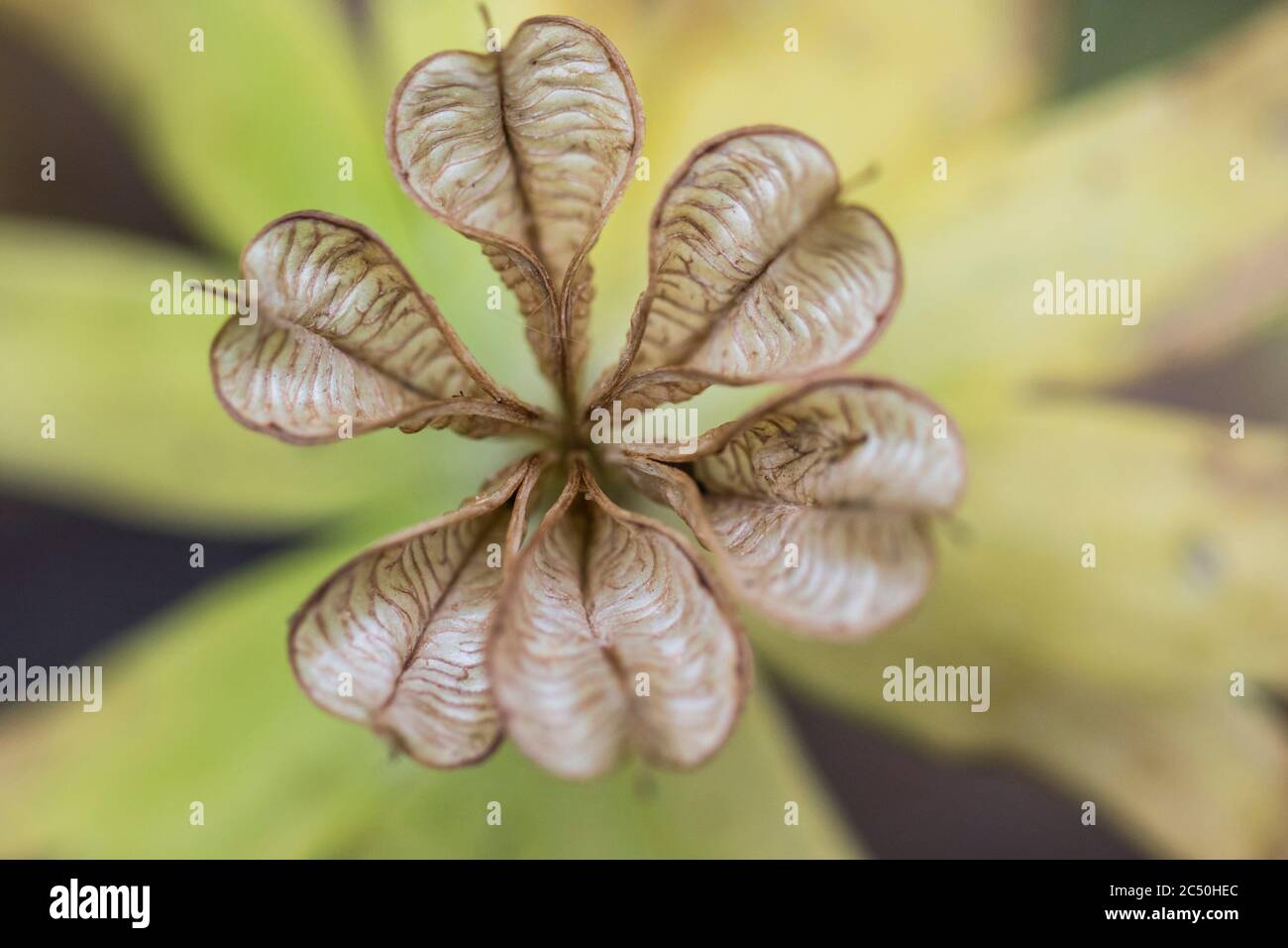 Aconite d'hiver (Eranthis hyemalis), fruits ouverts mûrs, pays-Bas Banque D'Images