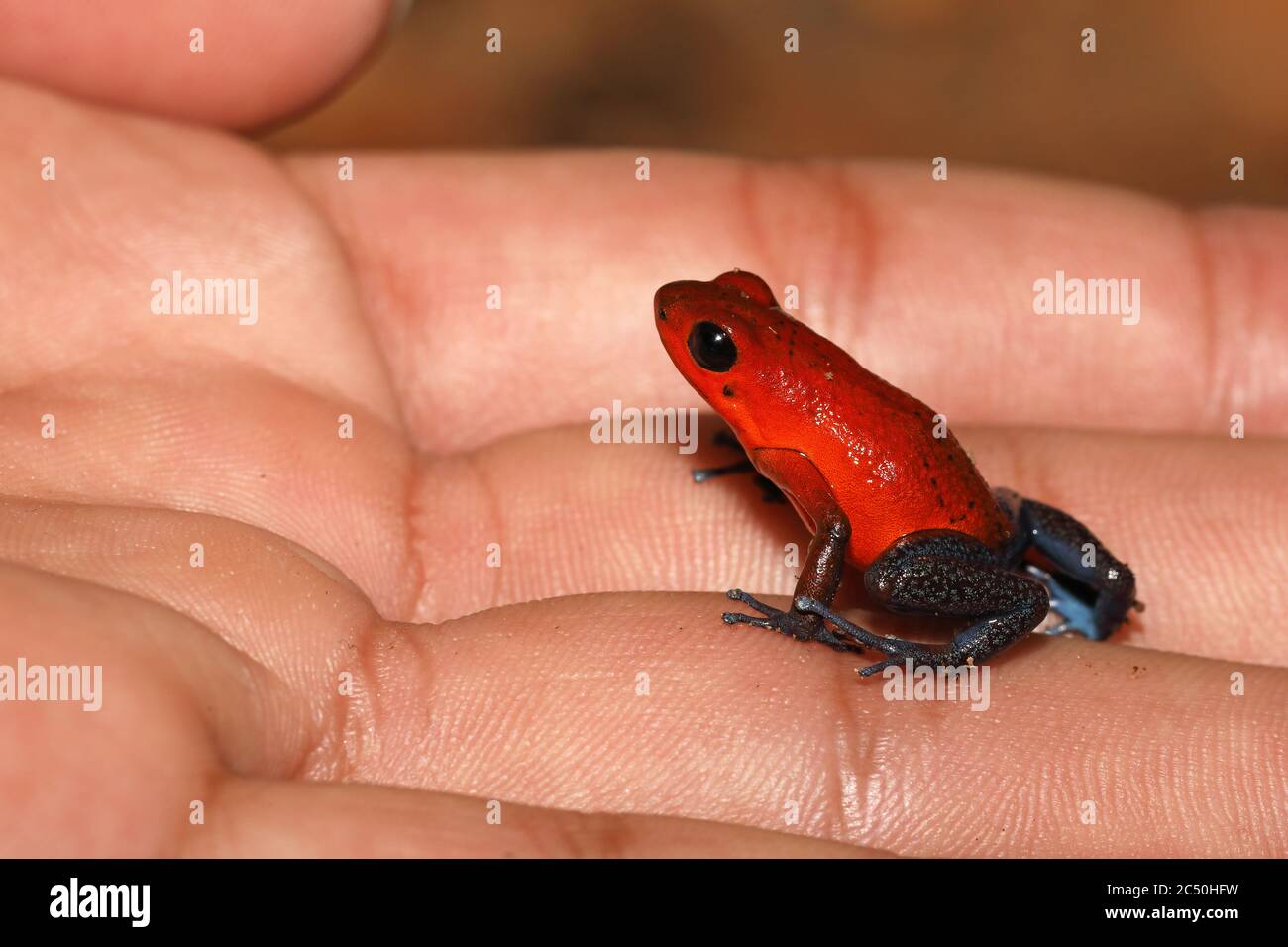 Grenouille-poison-arrow fraise, grenouille-flèche-poison-rouge et-bleu, grenouille-flèche-poison Flaming, Blue Jeans poison Dart Frog (Dendrobates pumilio, Oophaga pumilio), assis sur une main, vue latérale, Costa Rica, Sarapiqui Banque D'Images Grenouille-poison-arrow fraise, grenouille-flèche-poison-rouge et-bleu, grenouille-flèche-poison Flaming, Blue Jeans poison Dart Frog (Dendrobates pumilio, Oophaga pumilio), assis sur une main, vue latérale, Costa Rica, Sarapiqui Banque D'Images