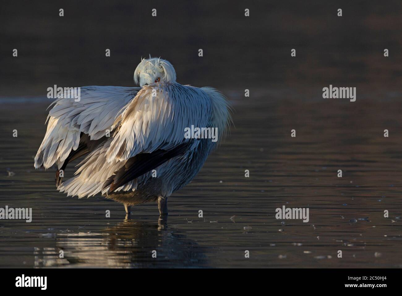 Pélican dalmatien (Pelecanus crispus), debout sur le rivage de préening, Grèce, lac Kerkini Banque D'Images