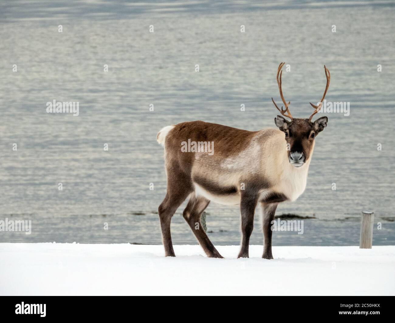 Renne européen, caribou européen (Rangifer tarandus tarandus), debout dans la neige, vue latérale, Norvège Banque D'Images